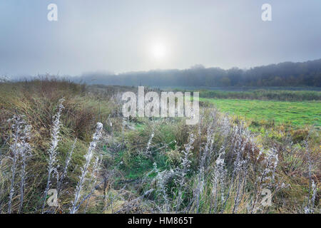 Ukraine, Dnepropetrovsk Region, Novomoskovsk District, Sonne über Wiese Stockfoto