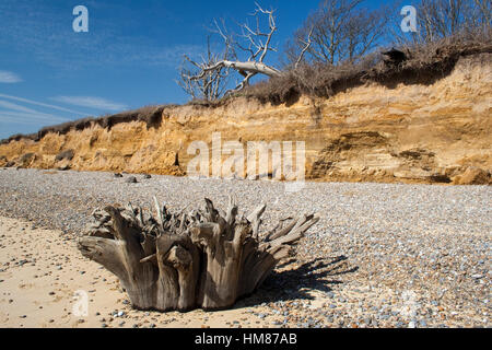 Baumstumpf am Benacre Strand, Suffolk, England Stockfoto