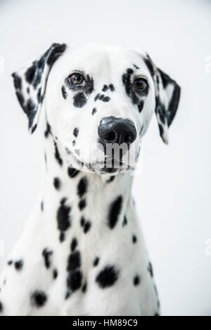 Porträt des Dalmatiner Stockfoto