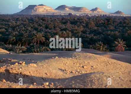 Palmenhainen Sie in der Oase Siwa im Morgengrauen mit Gebel Dakrour (Dakrour Berg) im Hintergrund, Matruh Governorate, Ägypten. Stockfoto