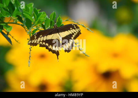 Riesen schlucken Tail Butterfly und Sonnenblumen - war dieses Foto am Botanischen Garten in Illinois Stockfoto