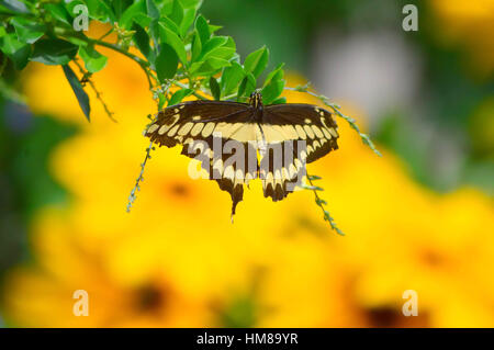 Sonnenblumen und riesigen Schlucken Tail Butterfly - war dieses Foto am Botanischen Garten in Illinois Stockfoto