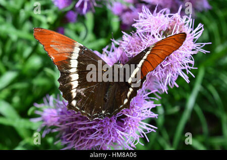 Red Admiral Schmetterling - war dieses Foto am Botanischen Garten in Illinois Stockfoto