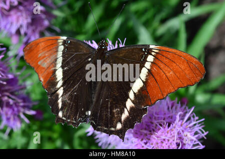 Red Admiral Schmetterling - war dieses Foto am Botanischen Garten in Illinois Stockfoto