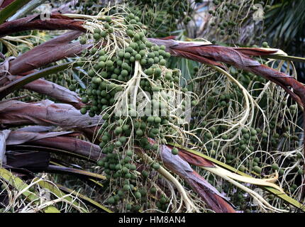 Die Samen von Palmen in seiner Krone. Detailansicht einer tropischen Palmkernen. Detailansicht der Daten auf einer Palme. Viele Palmenfrucht hängt seine Stockfoto