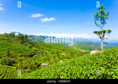 Malerische Aussicht auf Tal und die umliegenden Berge bei ordentlich gepflegten Teepflanzen an sonnigen Tag in Tee Plantage Immobilien Stockfoto