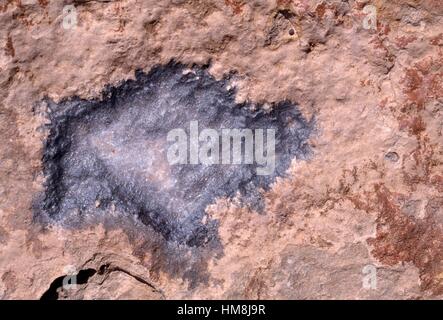 Kristalline Einschlusskörperchen in einen Felsen, Itanos, Kreta, Griechenland. Stockfoto