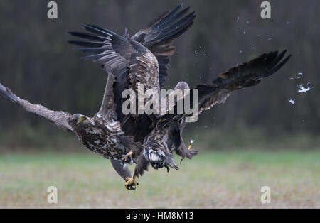 Zwei junge Seeadler aka Sea Eagles in der mittleren Luft kämpfen, Clinchen Krallen während kleine Federn ganz über dem Platz sind. Stockfoto