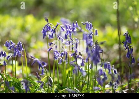 Backlit Glockenblumen Stockfoto