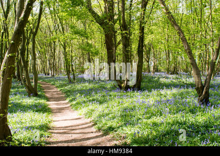 Glockenblumen, englische Wald Szene Stockfoto