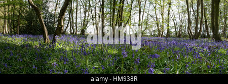 Panorama-Bild der Glockenblumen im Wald Stockfoto