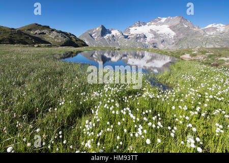 Wollgras rahmt schneebedeckte Gipfeln spiegelt sich im Wasser, Val Dal Bugliet, Berninapass, Kanton Graubünden, Engadin, Schweiz Stockfoto