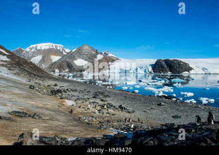 Adelie Penguin (Pygoscelis Adeliae) Kolonie in Hope Bay, Antarktis, Polarregionen Stockfoto