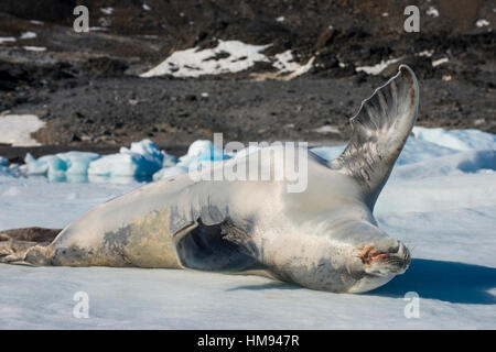 Dichtung Krabbenfresserrobbe (Lobodon Carcinophaga) (Carcinophagus) liegt auf dem Rücken auf einer Eisscholle in Hope Bay, Antarktis, Polarregionen Stockfoto