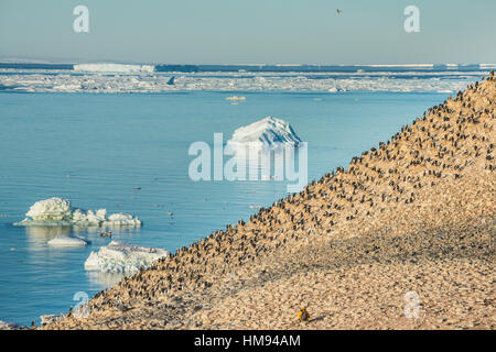 Berg voller imperial Shags (Phalacrocorax Atriceps), Paulet Island, Antarktis, Polarregionen Stockfoto