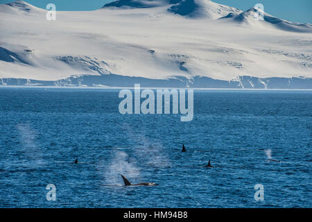 Schwertwale (Orcas) (Orcinus Orca) Jagd, Weddell Sea, Antarctica, Polarregionen Stockfoto