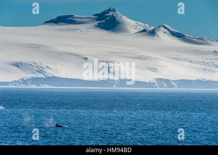 Schwertwal (Orca) (Orcinus Orca), Weddell, Meer, Antarktis, Polarregionen Stockfoto