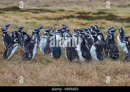 Magellan Pinguin (Spheniscus Magellanicus) Kolonie, Karkasse Insel West Falkland-Inseln, Falkland-Inseln, Südamerika Stockfoto