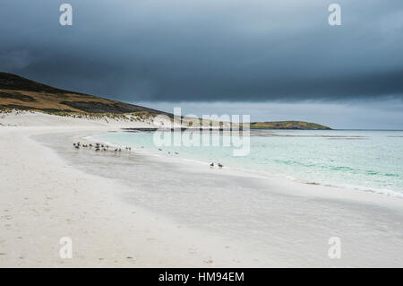 White Sand Beach, Karkasse Island, West Falkland-Inseln, Falkland-Inseln, Südamerika Stockfoto