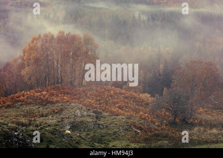 Herbst Nebel rollt durch das Tal des River Tummel in der Nähe von Pitlochry in den schottischen Highlands, Schottland, Vereinigtes Königreich Stockfoto