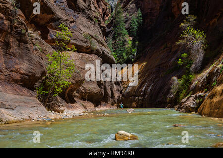 Fuß in die Jungfrau-Narrows in Zion Nationalpark, Utah, Vereinigte Staaten von Amerika, Nordamerika Stockfoto