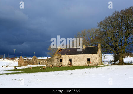 Häuschen und Bäume, Torr Head, County Antrim, Ulster, Nordirland, Vereinigtes Königreich Stockfoto