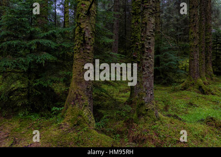 Gortin Glen, Sperrin Mountains, County Tyrone, Ulster, Nordirland, Vereinigtes Königreich Stockfoto