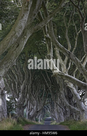 Die dunklen Hecken, Ballymoney, County Antrim, Ulster, Nordirland, Vereinigtes Königreich Stockfoto