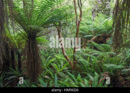 Farne wachsen im gemäßigten Regenwald, Purakaunui, in der Nähe von Owaka, Catlins Conservation Area, Clutha District, Otago, Neuseeland Stockfoto
