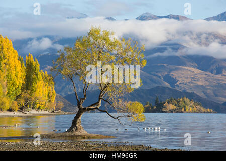 Einsamer Weide wächst am Rande des Lake Wanaka, Herbst, Roys Bay, Wanaka, Queenstown-Lakes district, Otago, Neuseeland Stockfoto