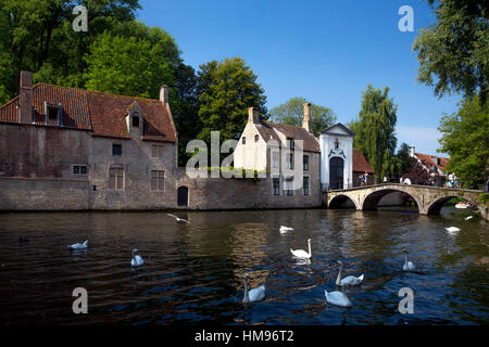 Stummschalten Sie Schwäne (Cygnus Olor), am Minnewater See und Begijnhof Brücke mit Eingang zum Beginenhof, Brügge, Belgien Stockfoto