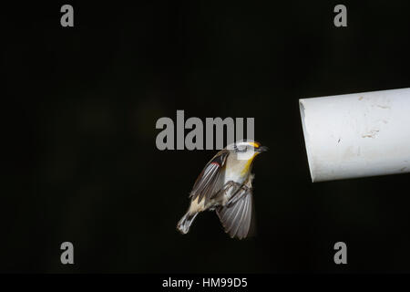 Gekerbten Tasmanpanthervogel fliegen in ihr Nest in einem alten Rohr Stockfoto