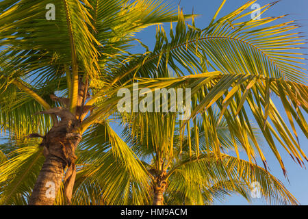 SPITZEN DER PALM BÄUME MATHESON HÄNGEMATTE COUNTY PARK MIAMI FLORIDA USA Stockfoto