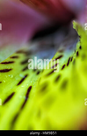 bunte abstrakte Regenbogenblume, schließen Stockfoto