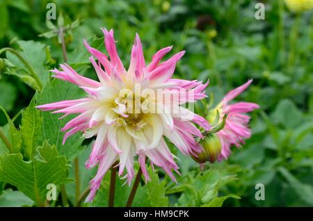 Marlene Joy Blume Dahlie Stockfoto