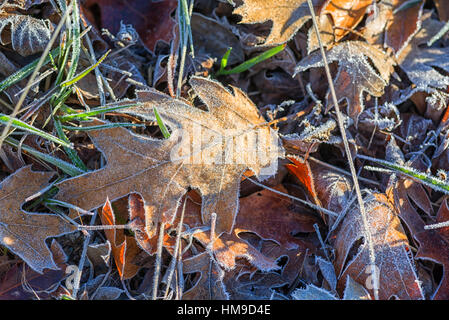 Nahaufnahme von Laub auf dem Boden durch Frost abgedeckt. Stockfoto
