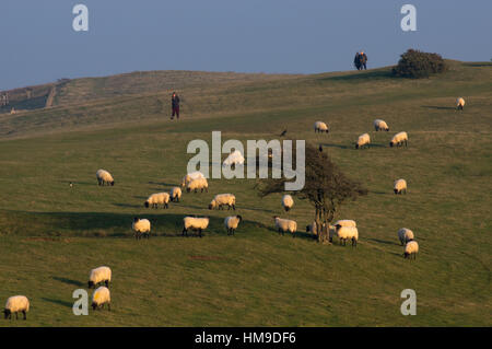 Wanderer auf Ditchling Beacon Begegnung mit einer Schafherde Weiden Stockfoto