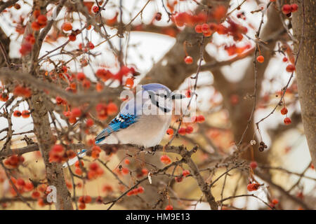 Bluejay, Cyanocitta Cristata, thront in einem Zierapfel-Baum mit Früchten. Oklahoma, USA. Stockfoto