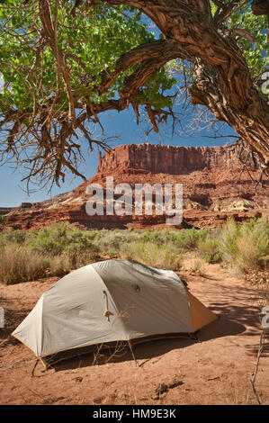 Campingplatz unter Pappel Baum, Kartoffel unteren Lager, Bighorn Mesa in Ferne, White Rim Road-Bereich, Canyonlands National Park, Utah, USA Stockfoto