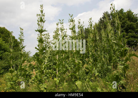 Schlitzblatt-Karde, Schlitzblättrige Karde Dipsacus Laciniatus, schneiden Leaved Karde Cutleaf Karde Stockfoto