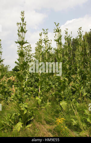 Schlitzblatt-Karde, Schlitzblättrige Karde Dipsacus Laciniatus, schneiden Leaved Karde Cutleaf Karde Stockfoto