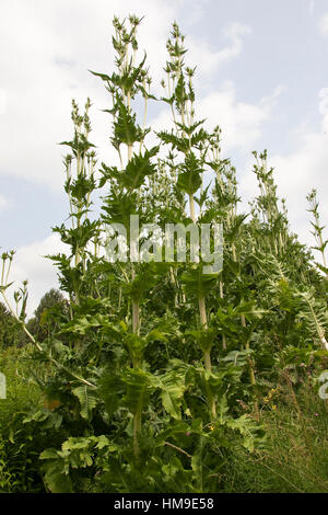 Schlitzblatt-Karde, Schlitzblättrige Karde Dipsacus Laciniatus, schneiden Leaved Karde Cutleaf Karde Stockfoto