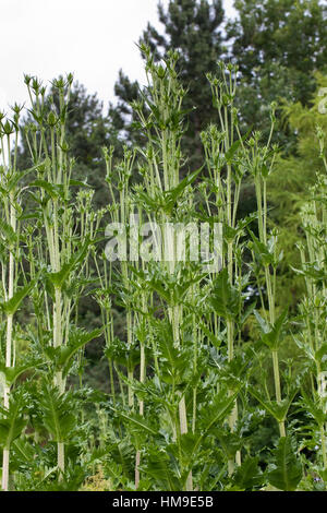 Schlitzblatt-Karde, Schlitzblättrige Karde Dipsacus Laciniatus, schneiden Leaved Karde Cutleaf Karde Stockfoto