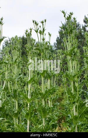 Schlitzblatt-Karde, Schlitzblättrige Karde Dipsacus Laciniatus, schneiden Leaved Karde Cutleaf Karde Stockfoto