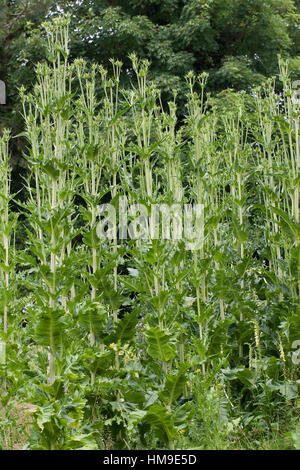 Schlitzblatt-Karde, Schlitzblättrige Karde Dipsacus Laciniatus, schneiden Leaved Karde Cutleaf Karde Stockfoto