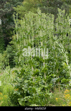 Schlitzblatt-Karde, Schlitzblättrige Karde Dipsacus Laciniatus, schneiden Leaved Karde Cutleaf Karde Stockfoto