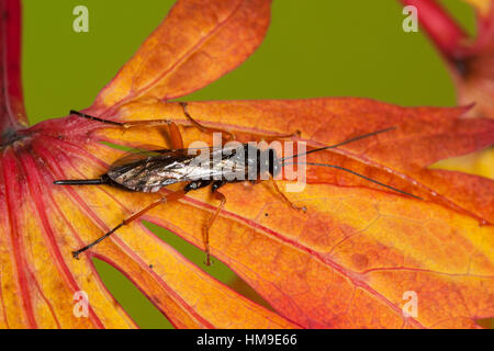 Schlupfwespe, Weibchen, Pimpla spec, Ichneumon, Schlupfwespe, Weiblich Stockfoto