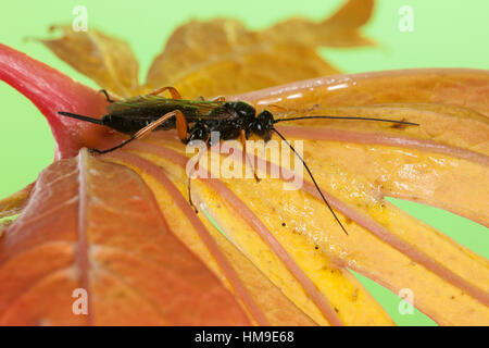 Schlupfwespe, Weibchen, Pimpla spec, Ichneumon, Schlupfwespe, Weiblich Stockfoto