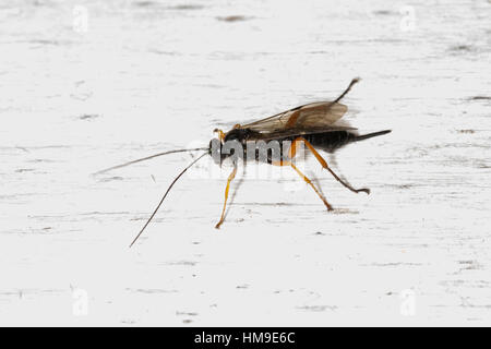 Schlupfwespe, Weibchen, Pimpla spec, Ichneumon, Schlupfwespe, Weiblich Stockfoto