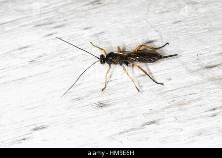 Schlupfwespe, Weibchen, Pimpla spec, Ichneumon, Schlupfwespe, Weiblich Stockfoto